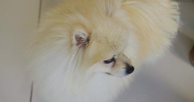 Şirin küçük köpek gözlerini kaçırıp kuyruğunu sallayarak yere bakıyor. Evde yalnız zaman geçirmek..