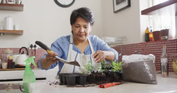 Smiling Senior Biracial Woman Wearing Apron Gardening Kitchen Alone Healthy — Vídeo de stock
