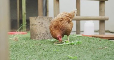 Çiftlikte marul yiyen tavuklar. Kırsal kesimdeki organik çiftlikte çiftçilik, sağlıklı yaşam tarzı..