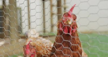 Çiftlikteki çitlerin arkasındaki iki tavuğu kapat. Kırsal kesimdeki organik çiftlikte çiftçilik, sağlıklı yaşam tarzı..