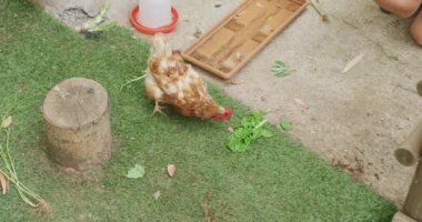 Hen eating leaves of lettuce on farm. homesteading, healthy lifestyle on organic farm in the countryside.