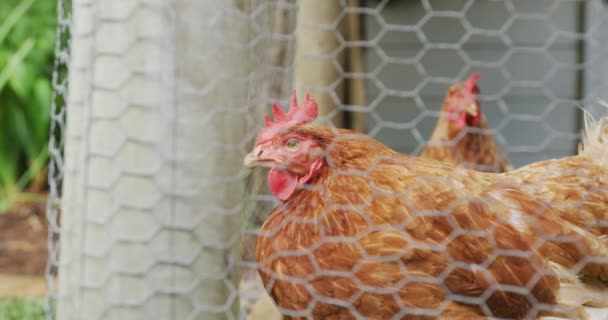 Κοντινό Πλάνο Δύο Κότες Πίσω Από Φράχτη Στη Φάρμα Homesteading — Αρχείο Βίντεο
