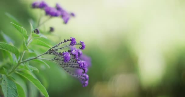Vidéo Gros Plan Fleurs Violettes Fleurissant Dans Jardin Printemps Nature — Video