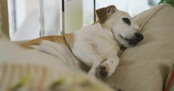 Video Van Gemengde Ras Hond Liggend Bank Thuis Huisdieren Levensstijl — Stockvideo