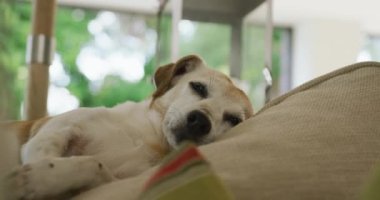 Evdeki kanepede yatan melez köpek videosu. evcil hayvanlar, yaşam tarzı, ev ve evde zaman geçirme.