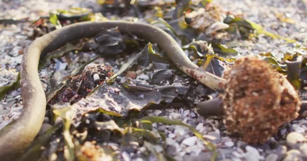 Uitzicht Van Dichtbij Bloemen Rotsen Buurt Van Zee Natuur Ecologie — Stockvideo