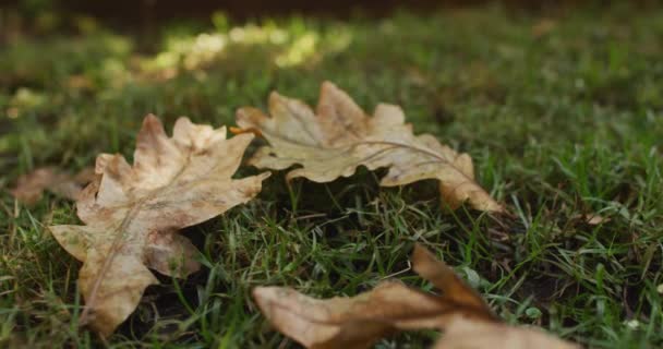 Primer Plano Las Hojas Que Yacen Hierba Día Soleado Jardín — Vídeos de Stock