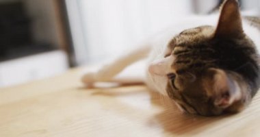 Oturma odasındaki masada yatan kediyi kapat. evde yalnız zaman geçirmek..