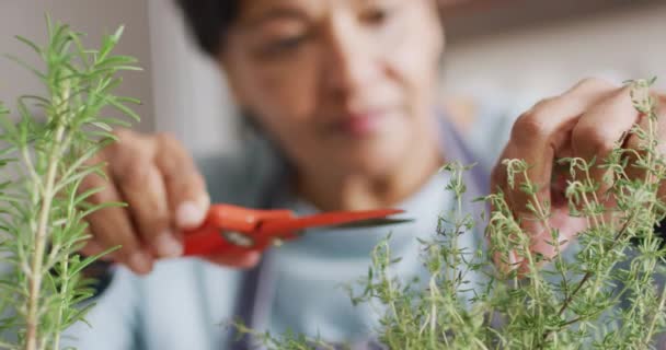 Azjatycka Seniorka Krojąca Gałązki Ziela Rozmarynu Nożyczkami Kuchni Domu Emerytura — Wideo stockowe