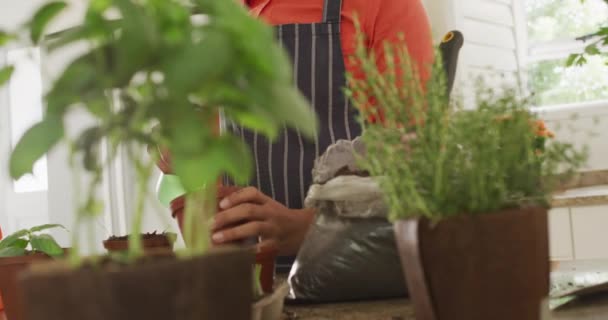 接骨木妇女种植草药的中间段录像 生活方式 家庭植物和在家里消闲时间的概念 — 图库视频影像
