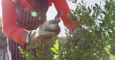 Bahçedeki bitkilerle ilgilenen melez bir kadının videosu. Yaşam tarzı ve evde ve bahçe konseptinde boş zaman geçirmek.