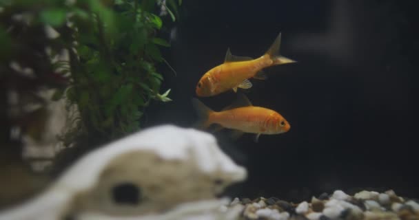 Van Dichtbij Zien Twee Vissen Zwemmen Het Aquarium Waterleven Aquariumconcept — Stockvideo