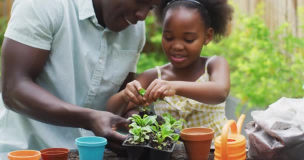 African American Father Daughter Planting Plants Enjoying Quality Family Time — Vídeo de stock