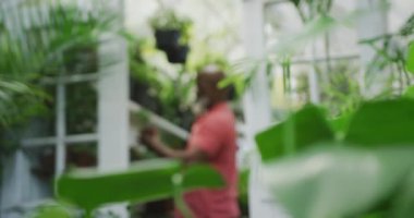 Mutlu kıdemli Afrikalı Amerikalı adam seradaki bitkilere bakıyor. Dışarıda vakit geçirmek, bahçede çalışmak..