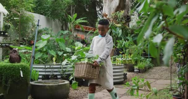 Happy African American Boy Holding Plants Garden Spending Time Outdoors — стоковое видео
