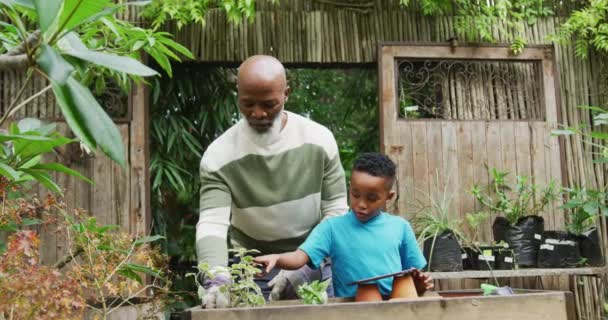Happy Senior African American Man His Grandson Looking Plants Using — Αρχείο Βίντεο