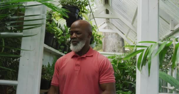Happy Senior African American Man Looking Plants Greenhouse Spending Time — Vídeos de Stock