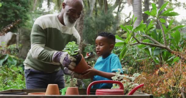 Gelukkige Senior Afrikaans Amerikaanse Man Met Zijn Kleinzoon Die Planten — Stockvideo
