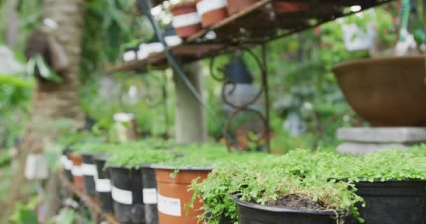 General View Plants Flowerpots Shelves Garden Spending Time Outdoors Working — Wideo stockowe
