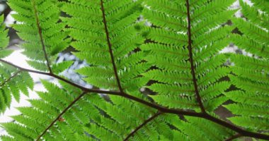Close up of leaves on tree in garden. Spending time outdoors, working in garden nursery.