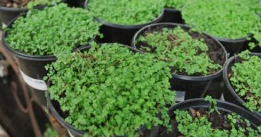 Bahçedeki saksılardaki bitkileri kapatın. Dışarıda vakit geçirmek, bahçede çalışmak..