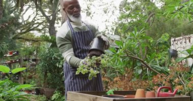 Happy senior african american man holding flowerpot and potting up plant in garden. Spending time outdoors, working in garden nursery.