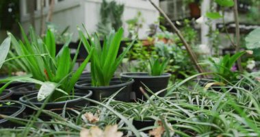 General view of plants in flowerpots and greenhouse in garden. Spending time outdoors, working in garden nursery.