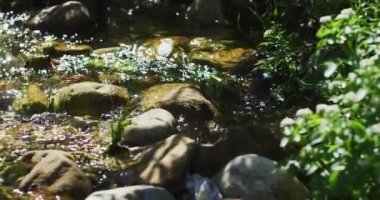 Ormandaki taşların arasından akan su manzarası. Doğa ve çevre ile ilahi uyum kavramı