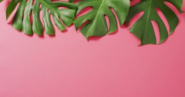 Yeşil canavar bitki yaprakları pembe arkaplanda ve fotokopi alanı var. Dijital olarak üretilen tropikal, egzotik arka plan konsepti.