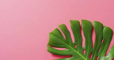 Pembe arka planda yeşil canavar bitki yaprağı ve fotokopi alanı. Dijital olarak üretilen tropikal, egzotik arka plan konsepti.