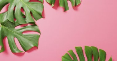 Yeşil canavar bitki yaprakları pembe arkaplanda ve fotokopi alanı var. Dijital olarak üretilen tropikal, egzotik arka plan konsepti.