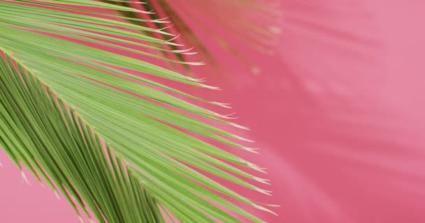 Green Palm Leaf Shadow Pink Background Copy Space Tropical Exotic — Stock Video