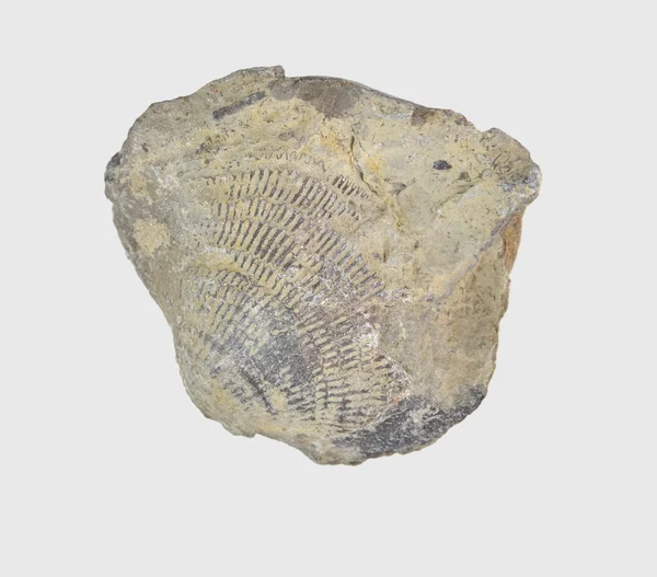 Brachiopod pociski silurovogo okres — Zdjęcie stockowe