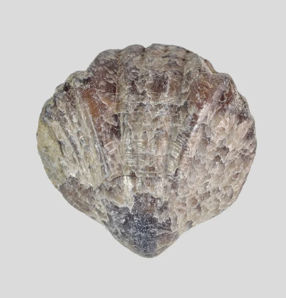 Brachiopod shells Silurovogo period — Stock Photo, Image