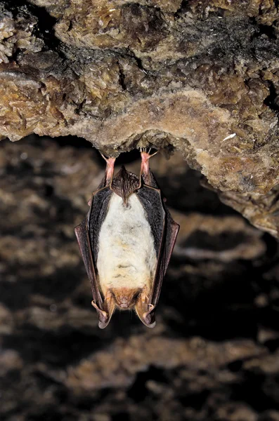 Cueva de murciélago — Foto de Stock