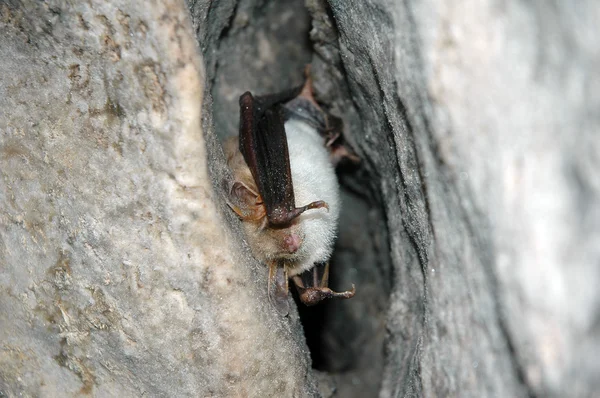 Cueva de murciélago — Foto de Stock
