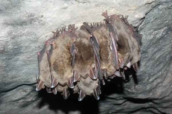 Fledermaushöhle Stockfoto