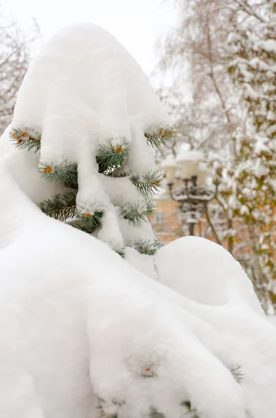 Parco in inverno — Foto Stock