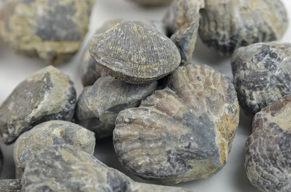 brachiopod kabuğu