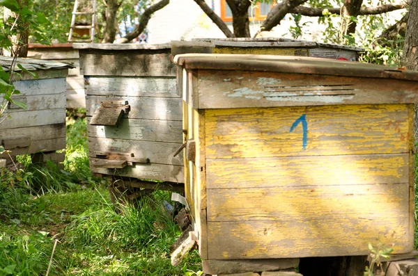 Bahar country yerde birkaç bee house