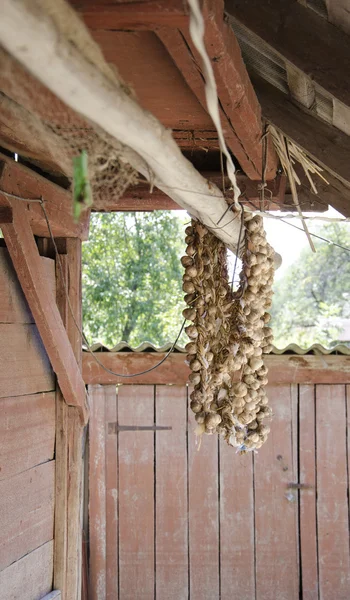 Фермерский дом с сушеным чесноком — стоковое фото