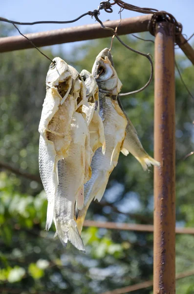 Dried fish — Stock Photo, Image