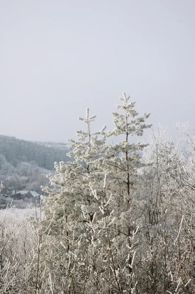 Parco in inverno — Foto Stock