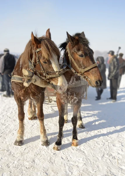 Paarden in de winter — Stockfoto