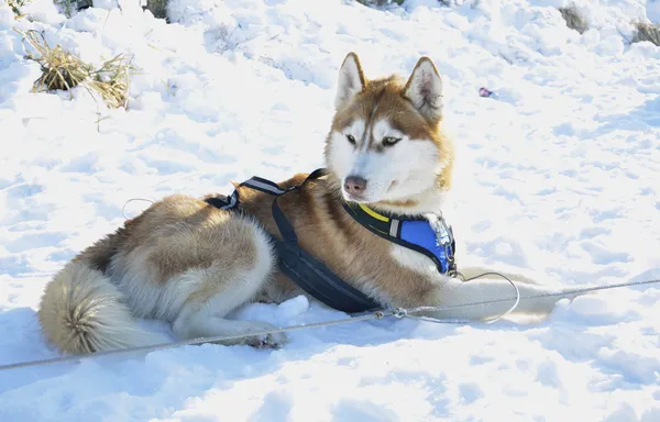Perro deportivo en la nieve —  Fotos de Stock