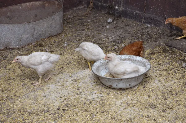 Kippen in de kippenren — Stockfoto