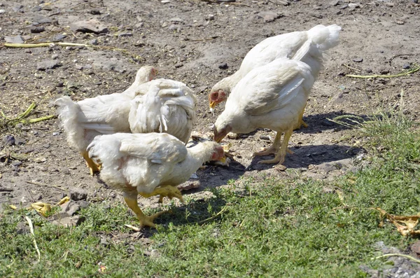 Frango na grama — Fotografia de Stock