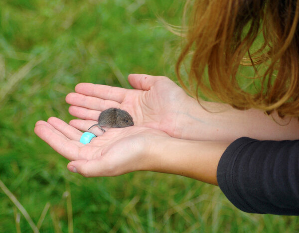 Field mouse in my hands