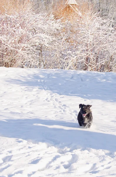 Um cão preto de estimação corre na neve — Fotografia de Stock