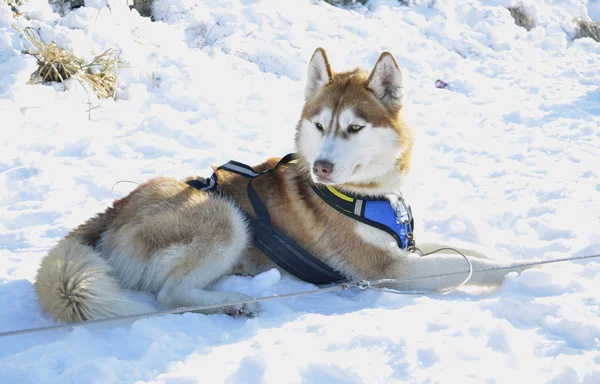 Sportlicher Hund im Schnee Stockfoto
